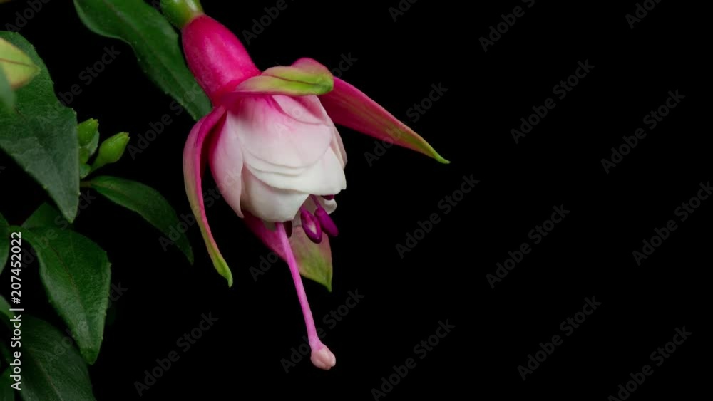 Pendientes de la reina abriendose flores