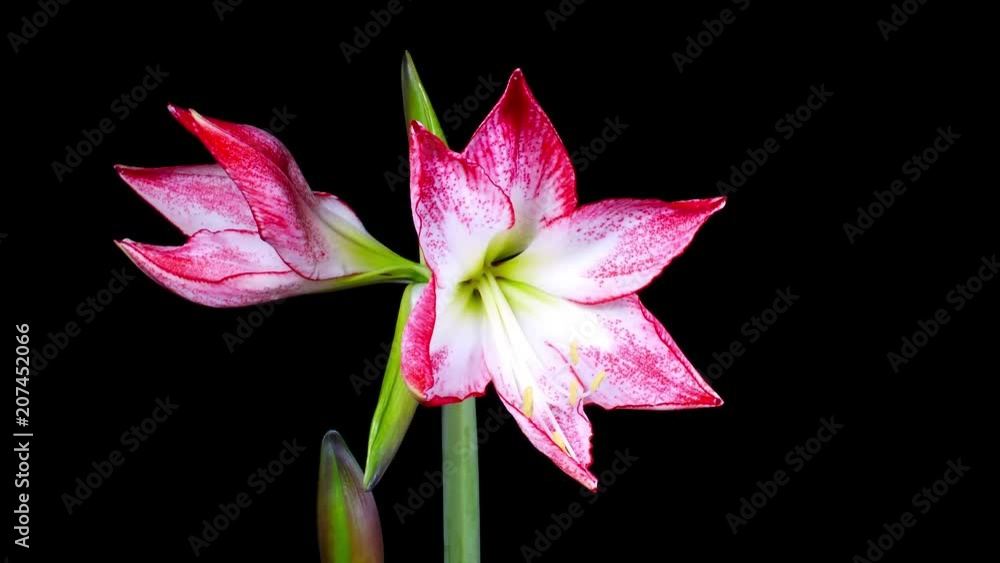 Amaryllis abriendose flores
