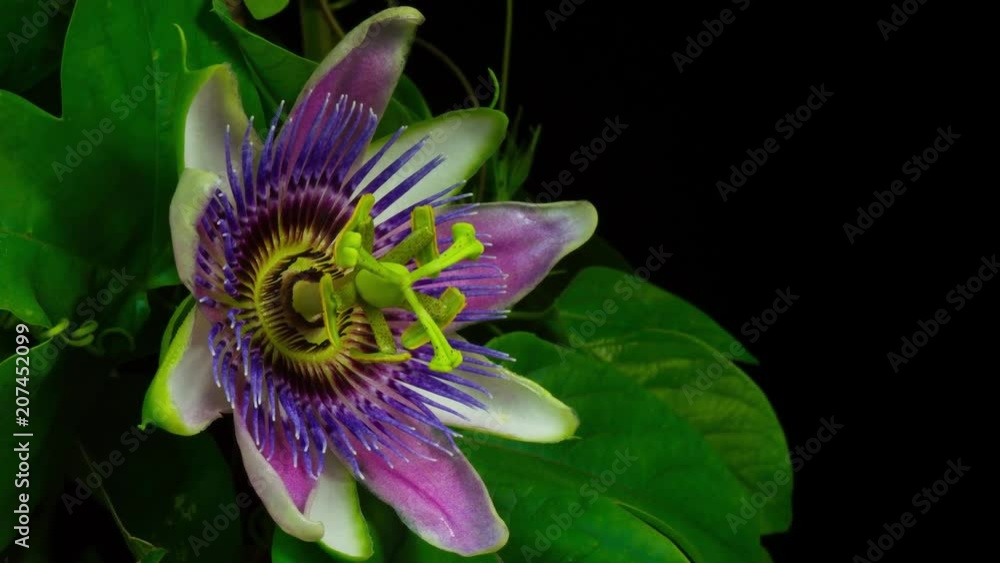 Pasionaria abriendose flores