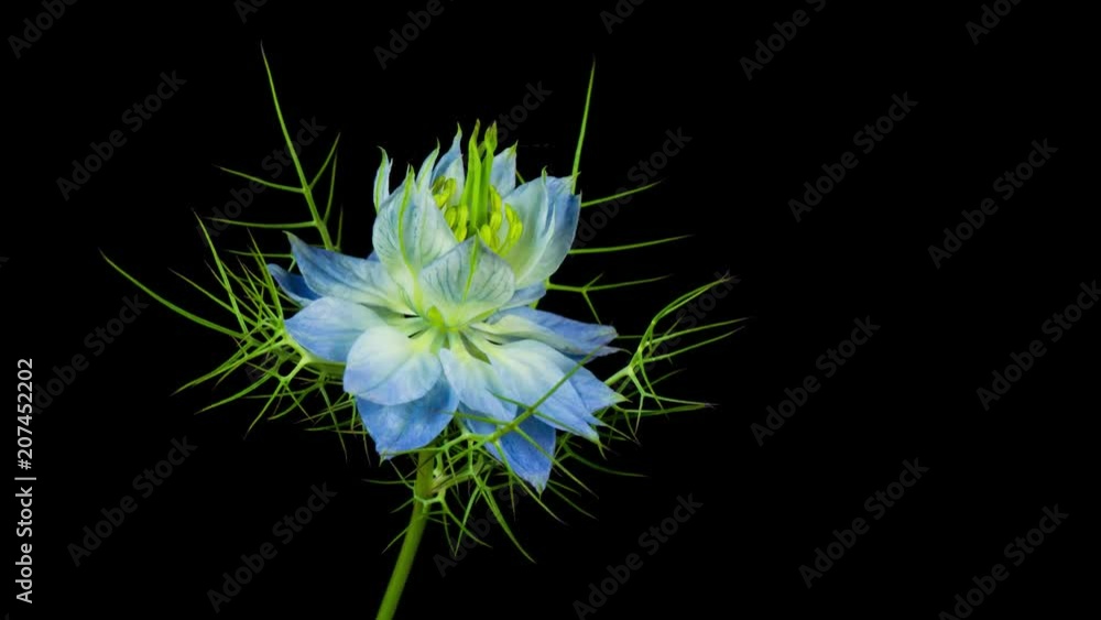 Nigella damasco abriendose flores