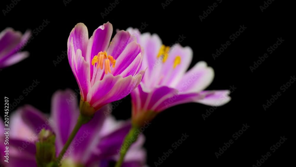 Margaritas abriendose flores