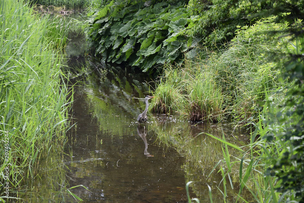 Czapla w naturalnym srodowisku Czapla w naturalnym srodowisku