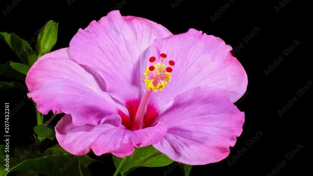 Hibiscus abriendose flores