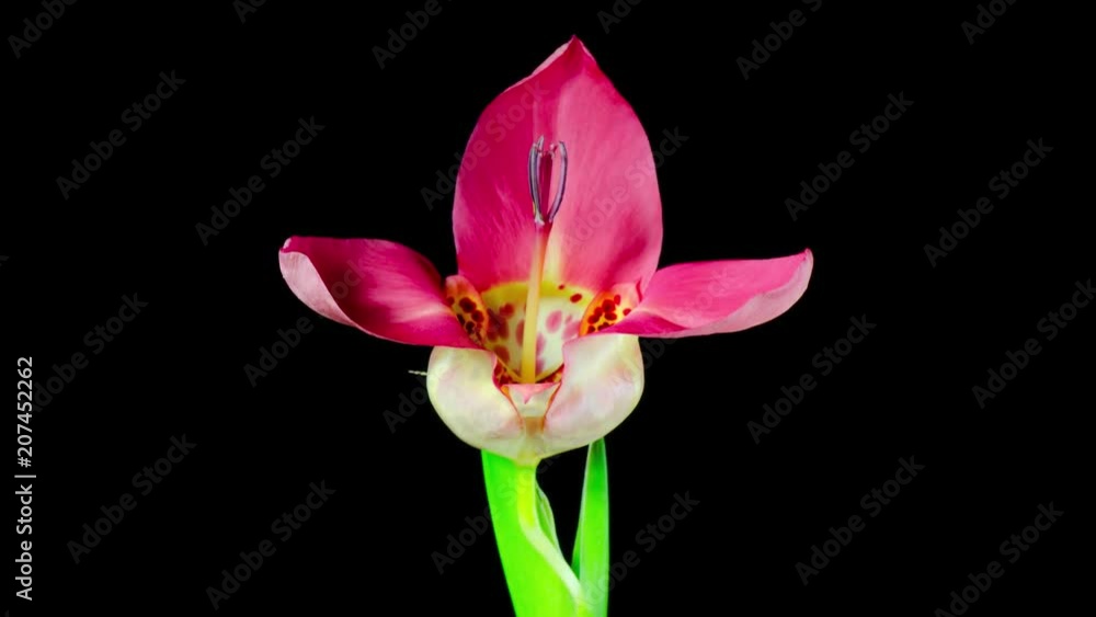 Tigridia abriendose flores