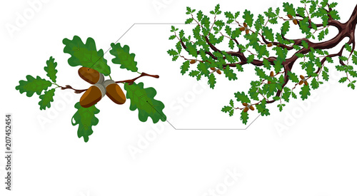 A green branch of a large oak tree with acorns and a separate twig close up. illustration