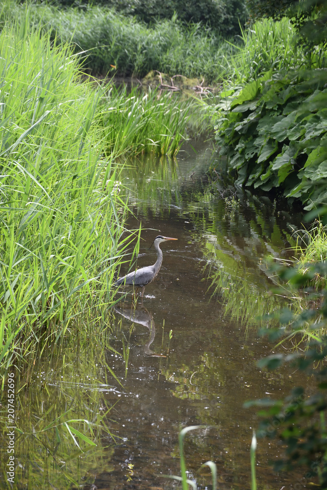 Czapla w naturalnym srodowisku Czapla w naturalnym srodowisku