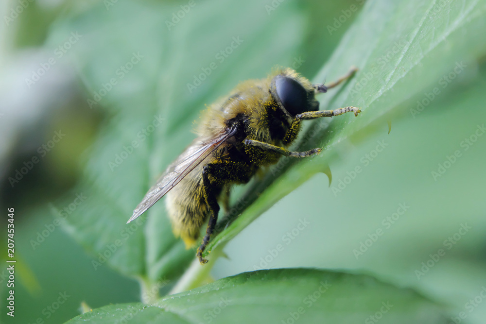 Sleeping bee - maximum pollen - Stockphoto Sleeping bee - maximum pollen - Stockphoto