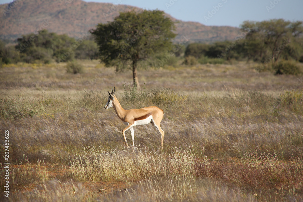 Fototapeta premium Namibie
