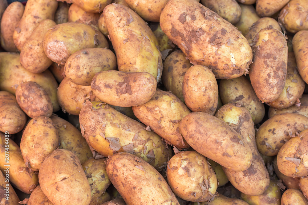 Knollen von Kartoffeln nach der Ernte Knollen von Kartoffeln nach der Ernte