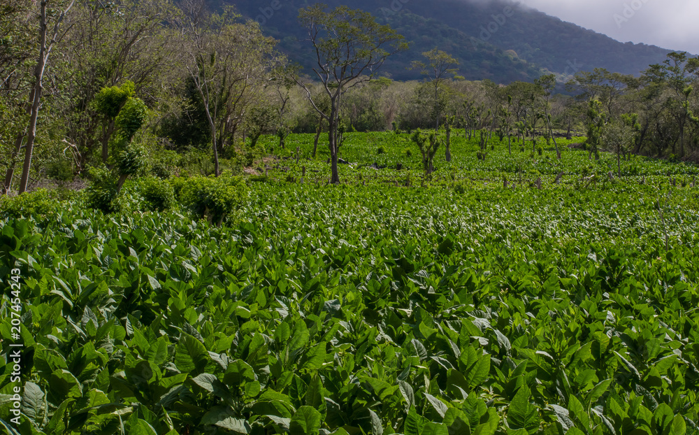 A tobacco plantation with and active volcano in the background on the island of Ometepe, Nicaragua A tobacco plantation with and active volcano in the background on the island of Ometepe, Nicaragua