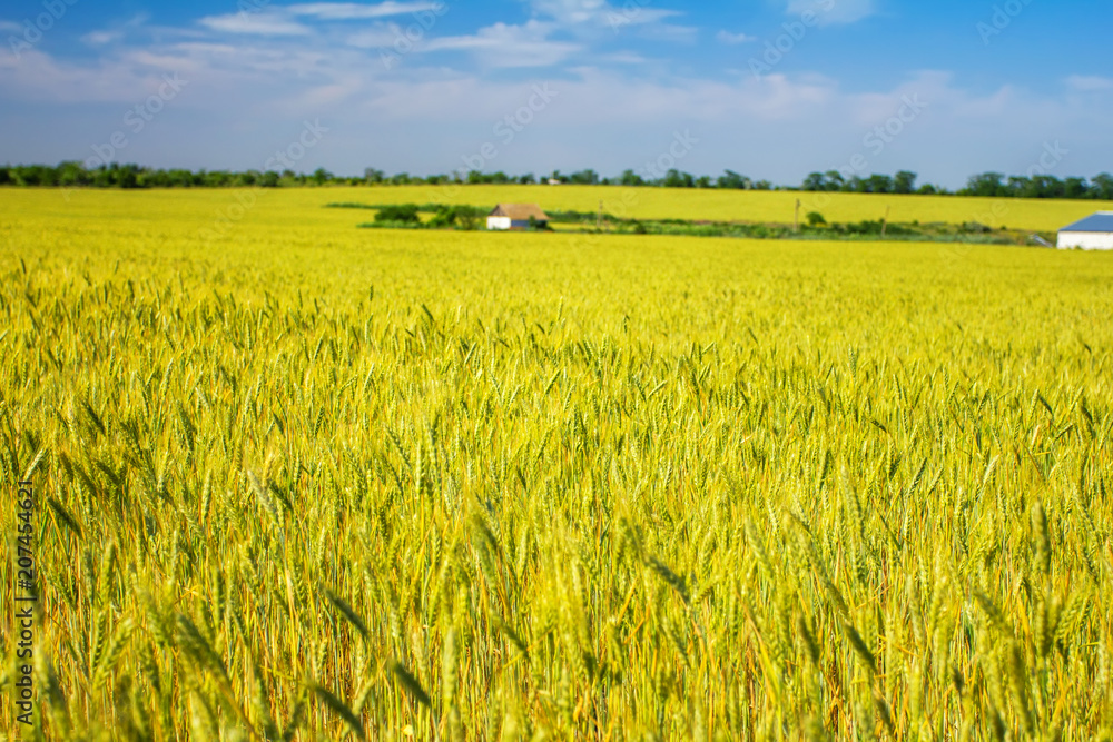 Fototapeta premium field of ripe wheat, the road