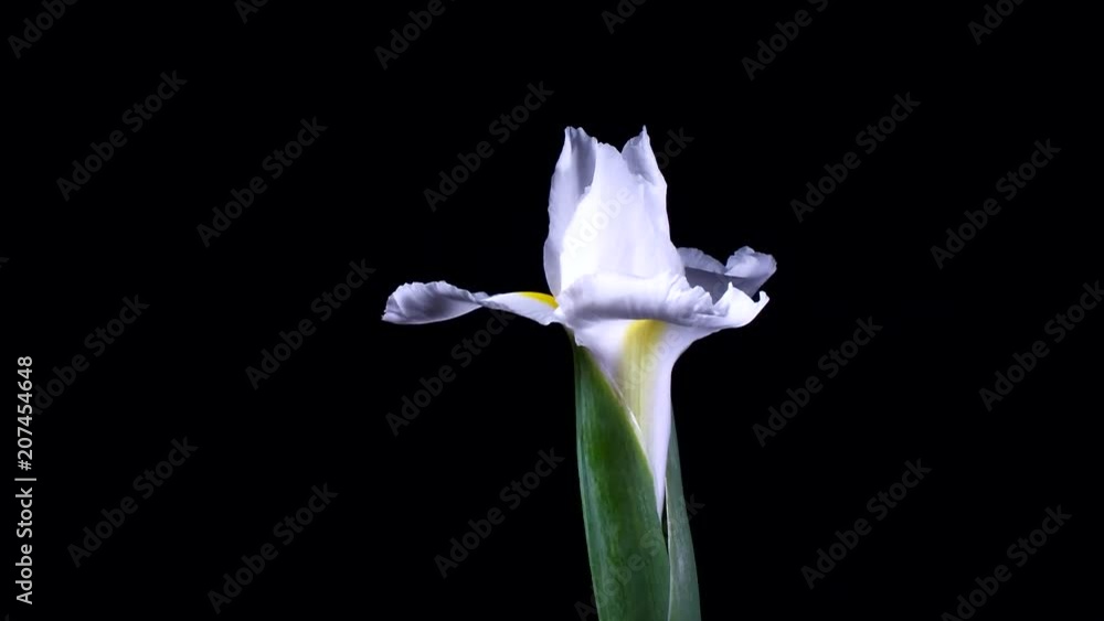 Iris flores abriéndose