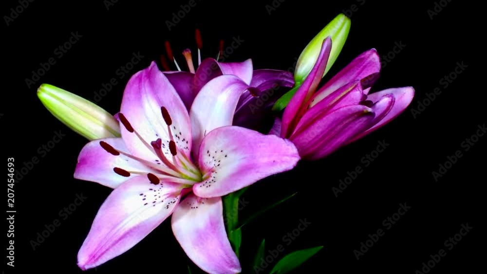 Lillium flores abriéndose