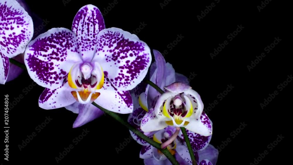 Orquídea flores abriéndose