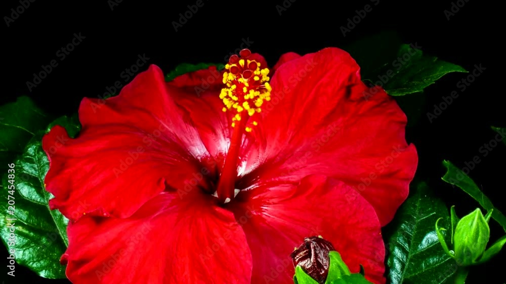 Hibiscus flores abriéndose