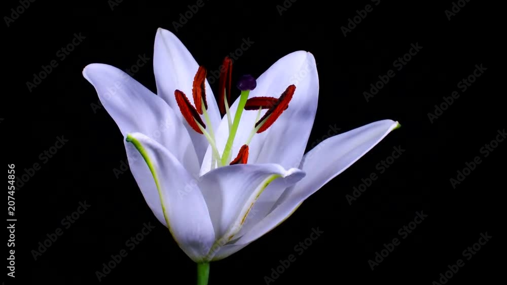 Lillium flores abriéndose