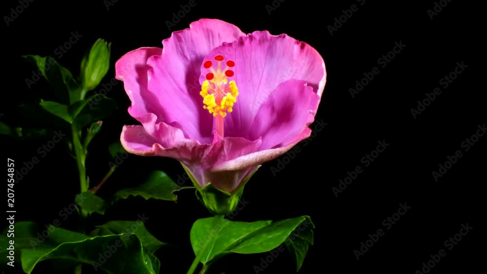 Hibiscus flores abriéndose