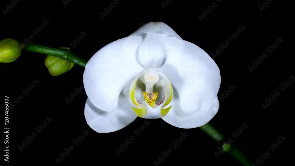 Orquídea flores abriéndose