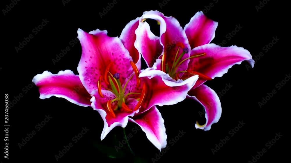 Lillium flores abriéndose