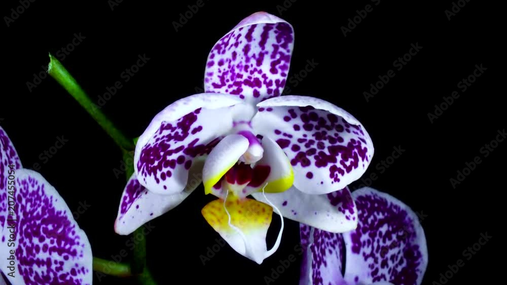 Orquídea flores abriéndose