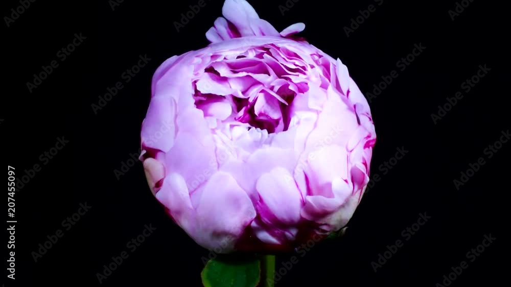 Peonía flores abriéndose