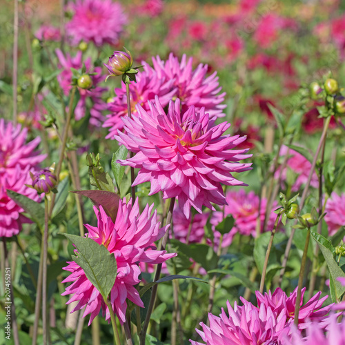 Fototapeta Naklejka Na Ścianę i Meble -  Dahlien, Dahlias