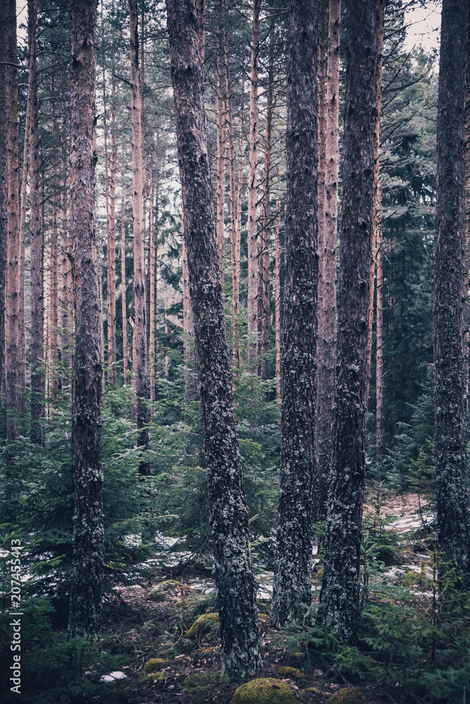 Fototapeta premium Mixed greenwood forest. Photo depicting dark misty evergreen pine tree backwoods.