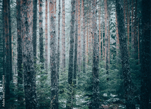 Mixed greenwood forest. Photo depicting dark misty evergreen pine tree backwoods.