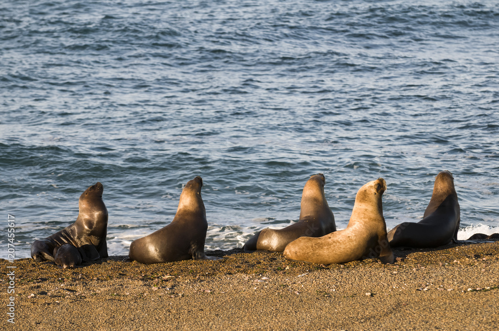 Fototapeta premium Matka i dziecko lew morski, Patagonia