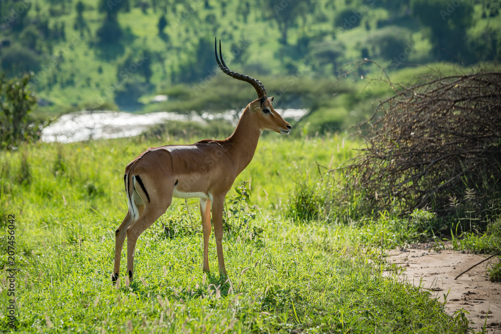 Male impala standing in profile beside river Male impala standing in profile beside river