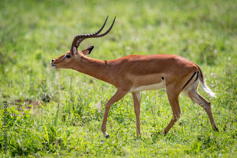 Male impala stretches head forward while walking Male impala stretches head forward while walking