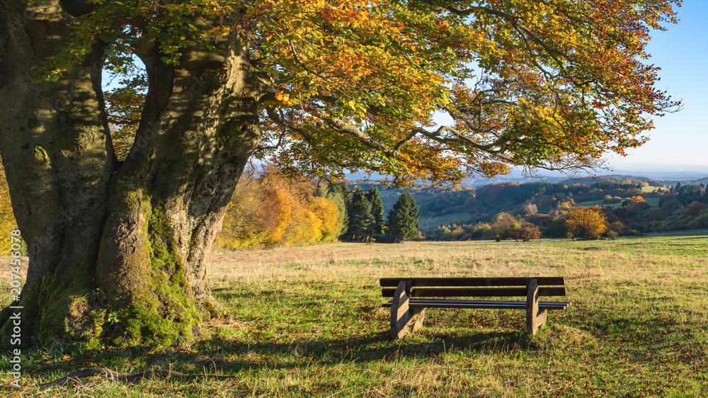 Alte große Buche und eine Holzbank zum ausruhen in der idyllischen Landschaft im Herbst