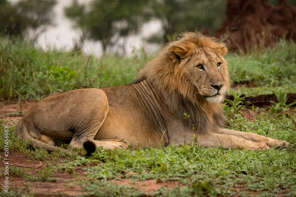 Male lion lying in clearing beside trees Male lion lying in clearing beside trees