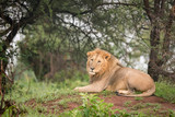 Male lion lying in woods on mound