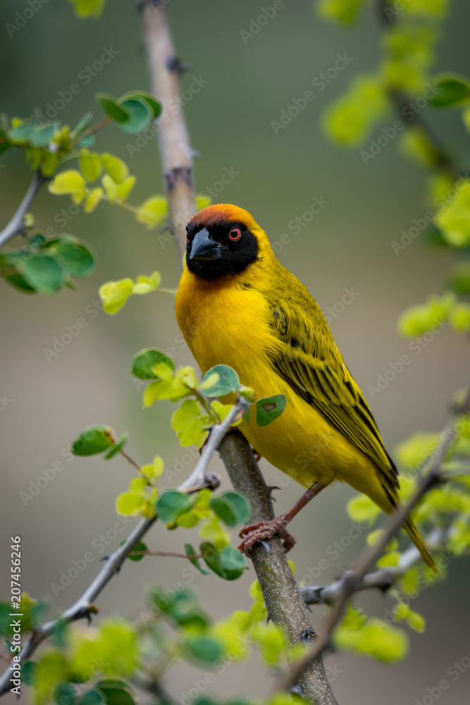 Masked weaver bird on branch turning head Masked weaver bird on branch turning head