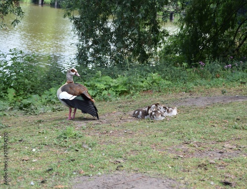 Fototapeta Naklejka Na Ścianę i Meble -  Gęsi egipskie z piskletami