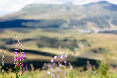 Paysage derrière fleur