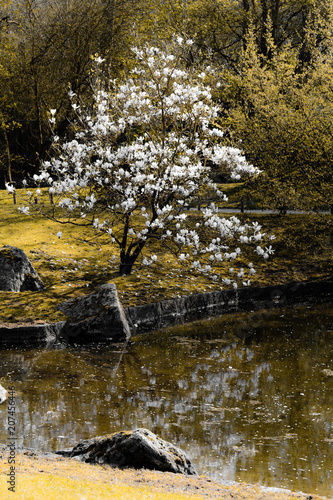 Arbre en fleur