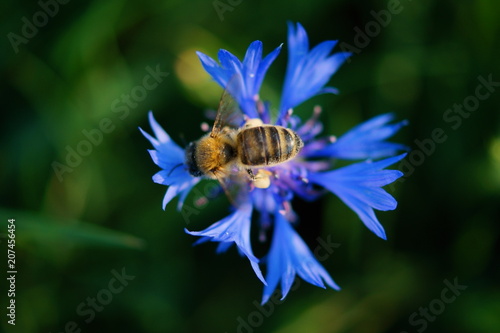 Pszczoła miodna © tadzio1964