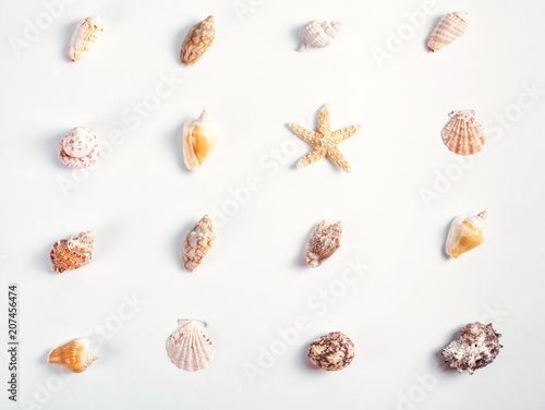 Background made of seashells. Summer vacations, sea side concept