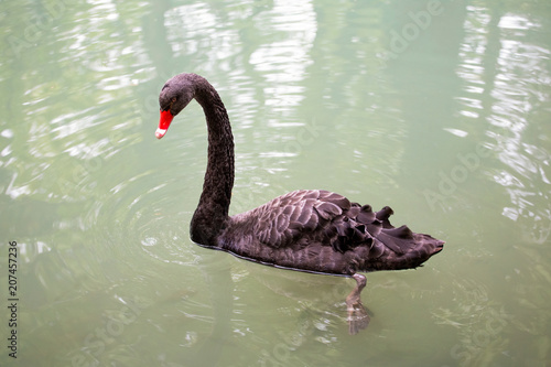 a black swan on the pond