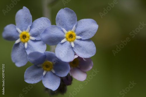 Asiatic Forget-Me-Not © photogeek