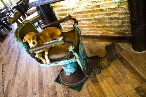 Fotografia dogbarber