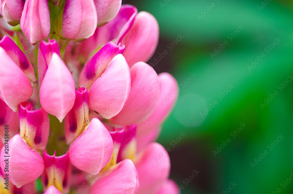 Fragrant flowers of lupine in the fresh