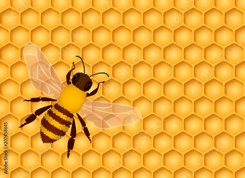 Honeycomb seamless background with one bee. Vector illustration.