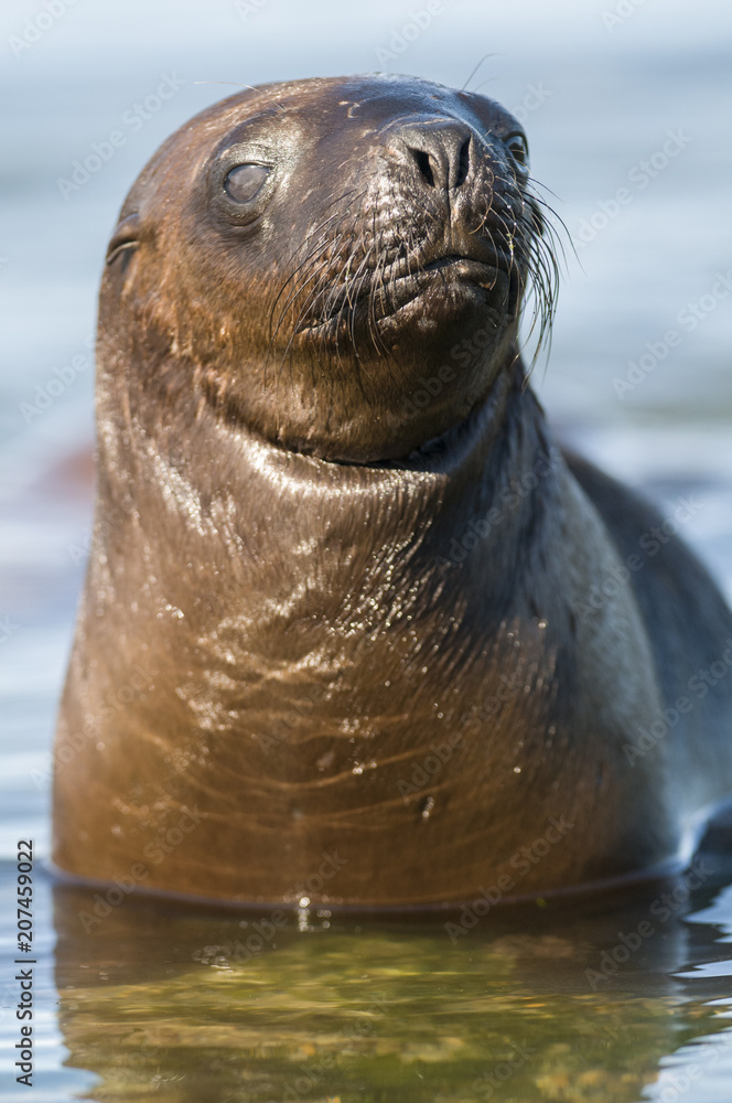 Obraz premium Mother and baby sea lion, Patagonia