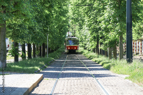 train on railroad track amidst trees