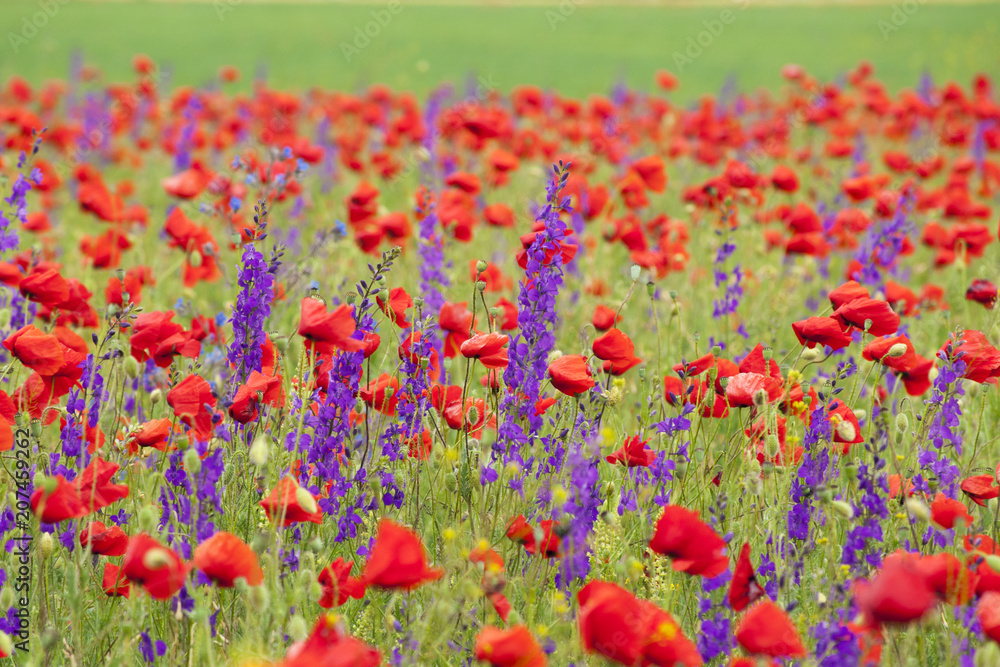 Huge multi-colored field with red poppies and violet delphinium Huge multi-colored field with red poppies and violet delphinium