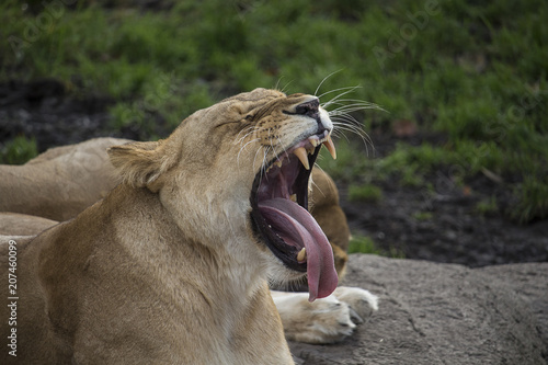 lioness sleepy