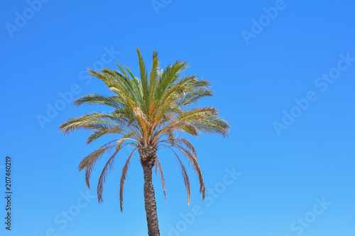 One palm tree